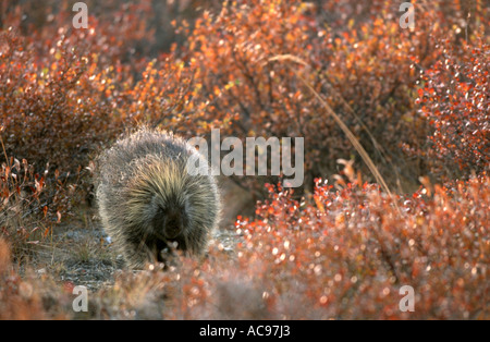 North American Porcupine (Erethizon dorsatum), in autumn tundra, USA, Alaska Stock Photo