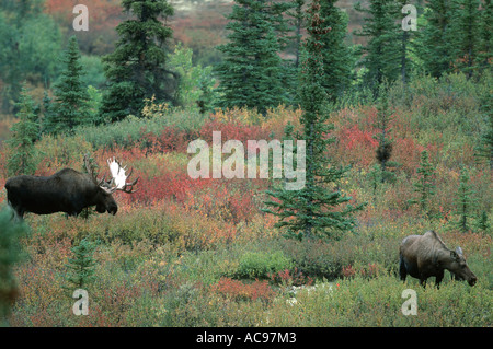 Alaska moose, Tundra moose, Yukon moose (Alces alces gigas), bull and cow in autumnal tundra, USA, Alaska, Denali-Nationalpark Stock Photo