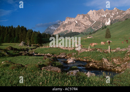 cows on alp at Saentis area, Switzerland, Appenzell Stock Photo