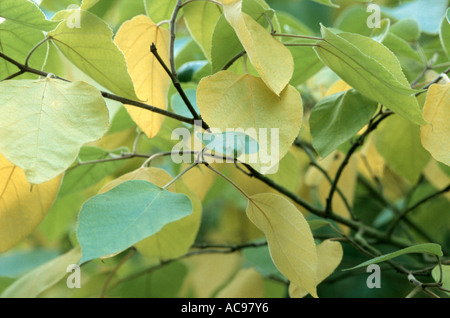 paper mulberry (Broussonetia papyrifera), leaves Stock Photo