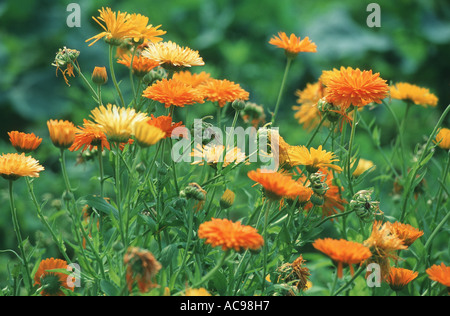 garden-pot marigold (Calendula officinalis), blooming Stock Photo