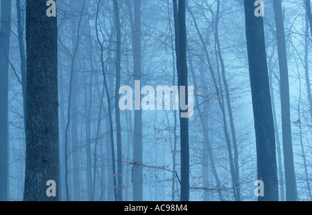 forest in fog, winter Stock Photo