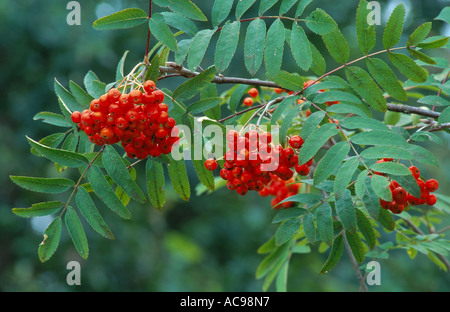 European mountain-ash, rowan tree (Sorbus aucuparia), ripe fruits Stock Photo