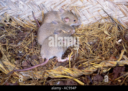 Young Wood Mice in nest Apodemus sylvaticus Spain Stock Photo: 2436222 ...