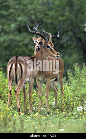 black-faced impala (Aepyceros melampus petersi, Aepyceros petersi), two males, grooming, Namibia, Etosha NP Stock Photo
