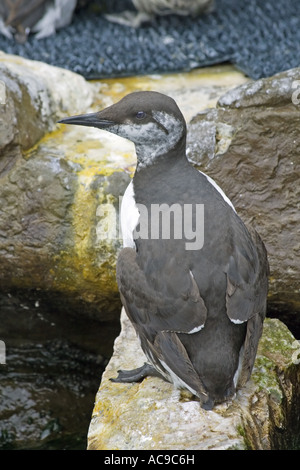 A Common Murre (Uria Aalge), Or Common Guillemot Resting Stock Photo