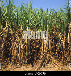Mature sugar cane Saccharum officinarum ready for harvest on a plantation in Thailand Stock Photo