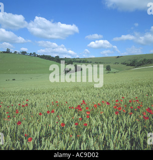 Corn poppies Papaver rhoeas in flower in a wheat field in ear on a bright fine summer day with blue sky and clouds Stock Photo