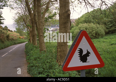 Beware of red squirrels on the road to Rosel Jersey the Channel Islands UK 2000s HOMER SYKES Stock Photo