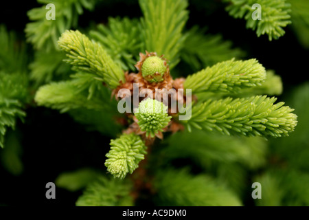 Fresh green new shoots of a conifer tree in springtime. Stock Photo