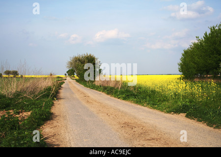 Rural dirt road leading through green fields and yellow rapeseed flowers under a clear blue sky. Stock Photo
