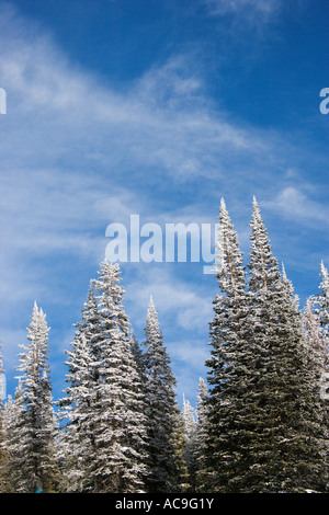 Pine trees with snow in Steamboat Springs colorado Usa Stock Photo - Alamy