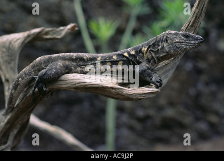 El Hierro giant lizard Gallotia simonyi El Hierro endemic to Canary Islands Stock Photo