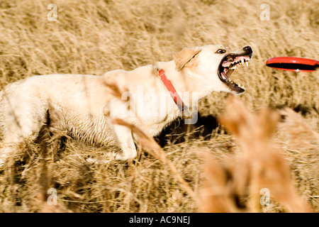 Yellow Lab Biting at Frisbee in Flight Stock Photo