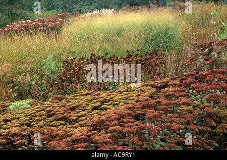 Pensthorpe, Norfolk. Sedum matrona, seed heads, Panicum, Eupatorium Stock Photo