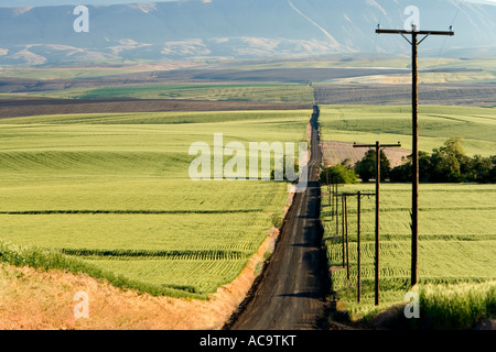 Country road leading downhill, immature wheat fields, Oregon Stock Photo