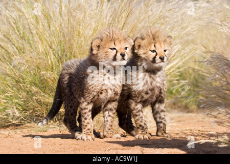 Cheetah cups (Acinonyx jubatus) in high grass Africa, Namibia Stock Photo