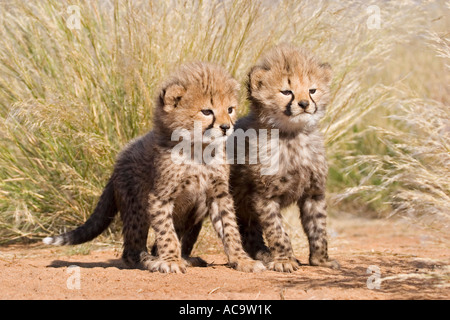 Cheetah cups (Acinonyx jubatus) in high grass Africa, Namibia Stock Photo
