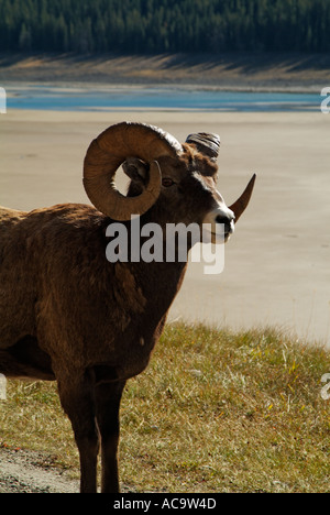 Large, mature Rocky Mountain bighorn sheep ram at Wilcox Pass in Jasper ...