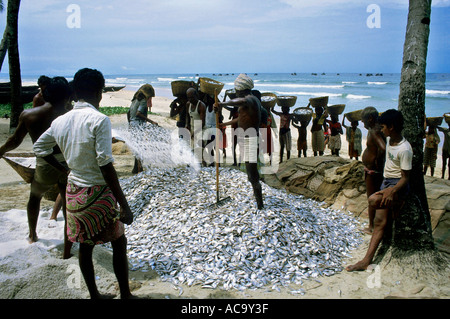 India Goa State Colva Beach Fishermen Salting The Fresh Fishes On The Beach Stock Photo