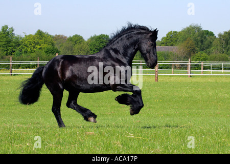 Galloping frisian horse - gelding (Equus przewalskii f. caballus) Stock Photo