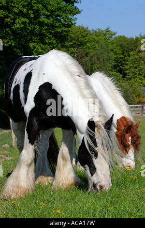 Irish tinker horses - irish tinker mares (Equus przewalskii f. caballus) Stock Photo