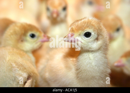 Baby chicken in a fattening unit Stock Photo