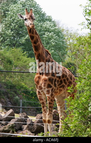 A young Rothschild giraffe Giraffa camelopardalis rothschildi enjoys the sun at Paignton Zoo nature reserve Devon England UK Stock Photo