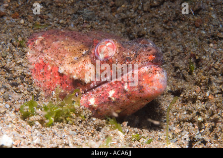 Crocodile snake eel (Brachysomophis henshawi) Stock Photo