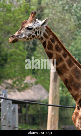 A young Rothschild giraffe Giraffa camelopardalis rothschildi enjoys the sun at Paignton Zoo nature reserve Devon England UK Stock Photo