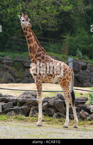 A young Rothschild giraffe Giraffa camelopardalis rothschildi enjoys the sun at Paignton Zoo nature reserve Devon England UK Stock Photo