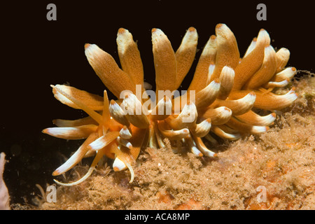 Aeolid nudibranchs (Phyllodesmium kabiranum) Stock Photo