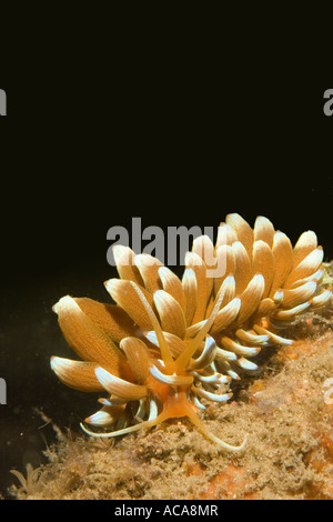 Aeolid nudibranchs (Phyllodesmium kabiranum) Stock Photo