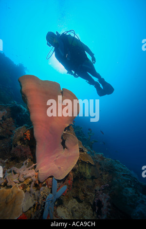 Scuba diver swimming behind an Elephant Ear Sponge (Ianthella basta), Philippines Stock Photo