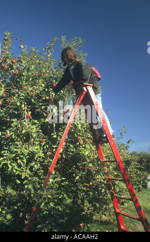 Apple picking in Massachusetts,USA Stock Photo