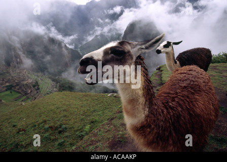 Llamas - Machu Picchu, Urubamba PERU Stock Photo
