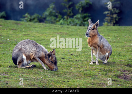 Patagonian Cavy or Mara Stock Photo