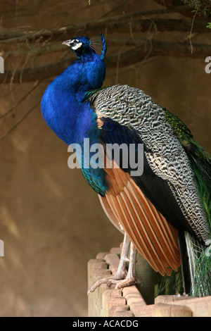 Common Peacock Pavo cristatus displaying bright blue green and brown feathers and markings, standing on a wooden ledge Stock Photo
