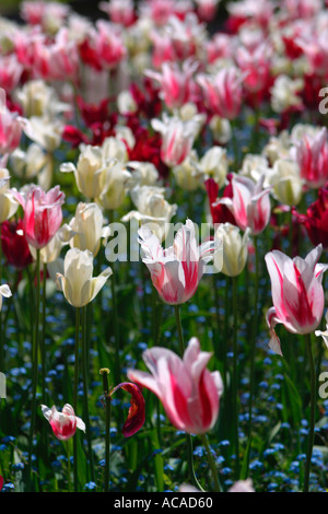 Red and white striped tulips and blue myosotis Stock Photo