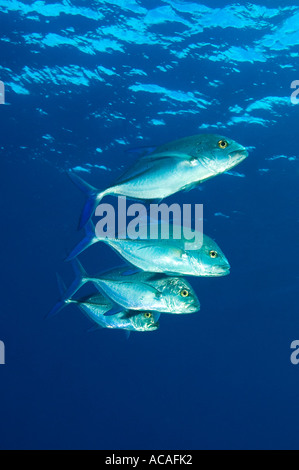 Four Blue Fin Trevally Caranx melampygus exploring the blue Yap Micronesia Pacific Ocean Stock Photo
