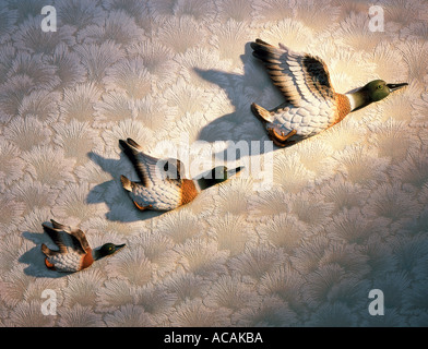 Three flying ducks hang on a period wallpapered interior wall. Stock Photo