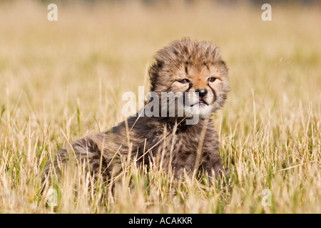 Cheetah cup (Acinonyx jubatus), Namibia, Africa Stock Photo