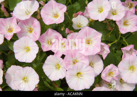 Hedge-Bindweed (Calystegia sepium) Stock Photo