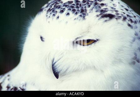 Snowy Owl, Highland Wildlife Park, Scotland Stock Photo