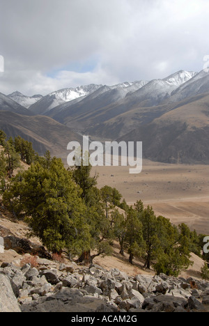 Forest of old juniper Juniperus trees and snow covered mountains at Reting monastery Tibet China Stock Photo