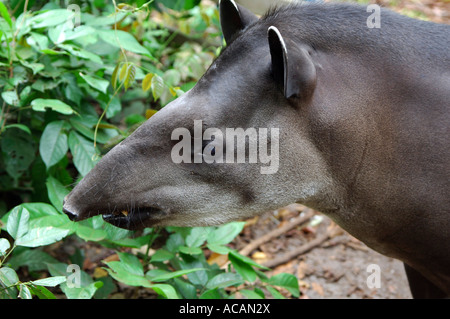 Brazilian Tapir, Lowland Tapir, Tapirus terrestris, Amazon river basin, Brazil Stock Photo
