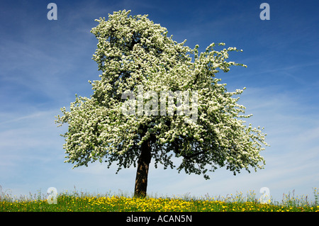 Blossoming apple tree Stock Photo