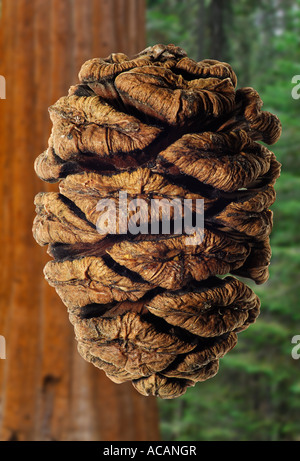 Redwood cone (Sequoia gigantea) Stock Photo