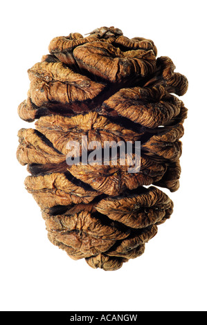 Redwood cone (Sequoia gigantea) Stock Photo