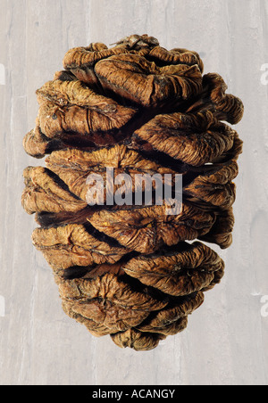 Redwood cone (Sequoia gigantea) Stock Photo